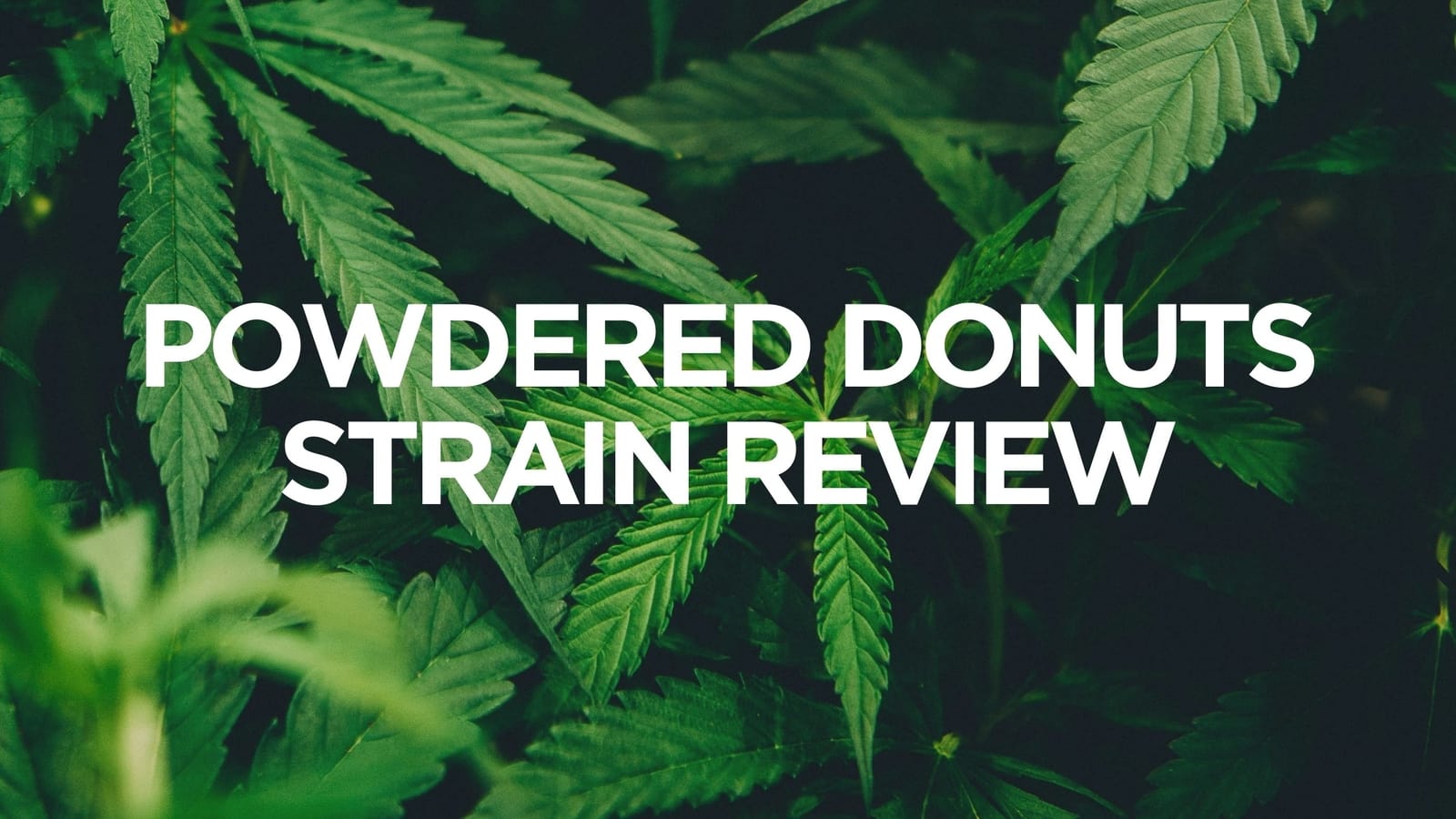 Powdered Donuts Strain Review ARCannabis